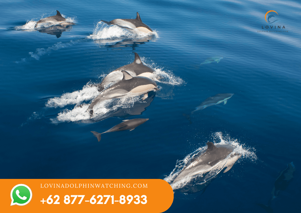Dolphin Snorkeling Tour 1