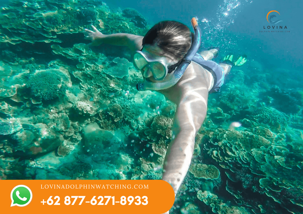 Dolphin Snorkeling Tour 2