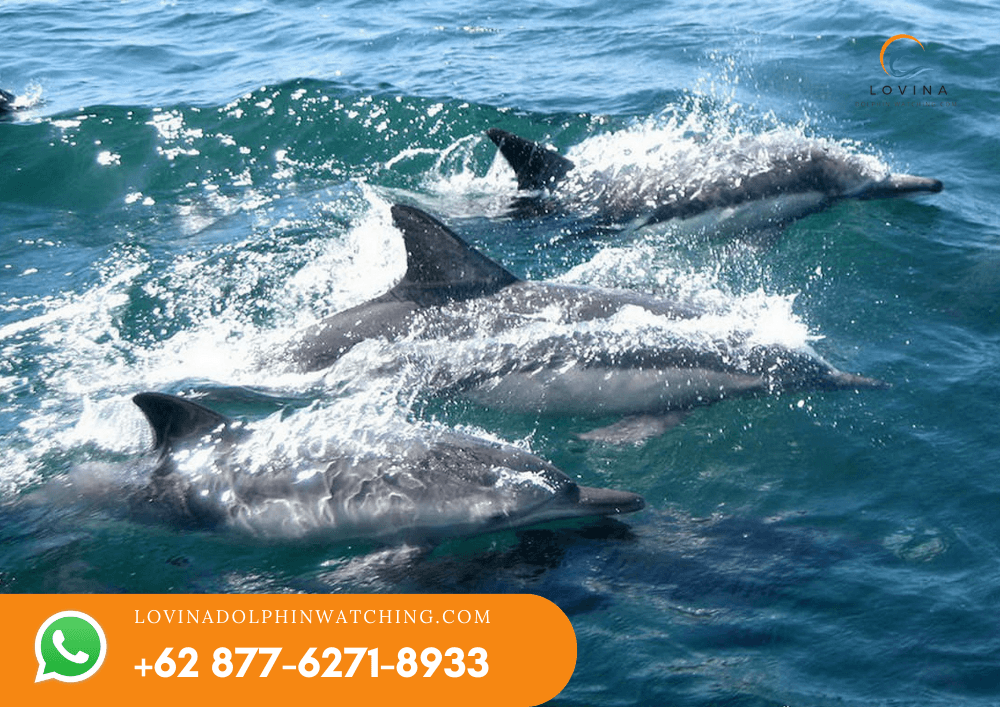 Dolphin Watching Tour 1