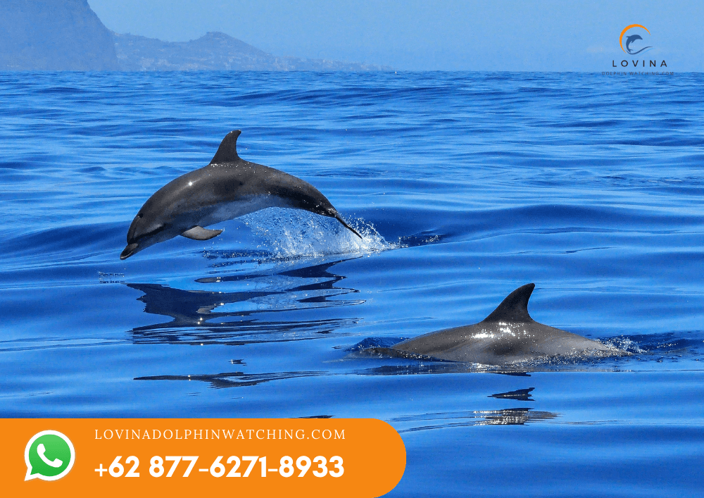 Dolphin Watching Tour 2