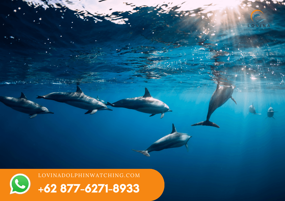 Swimming With Dolphin 2